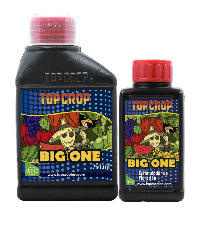 Big One — Floración