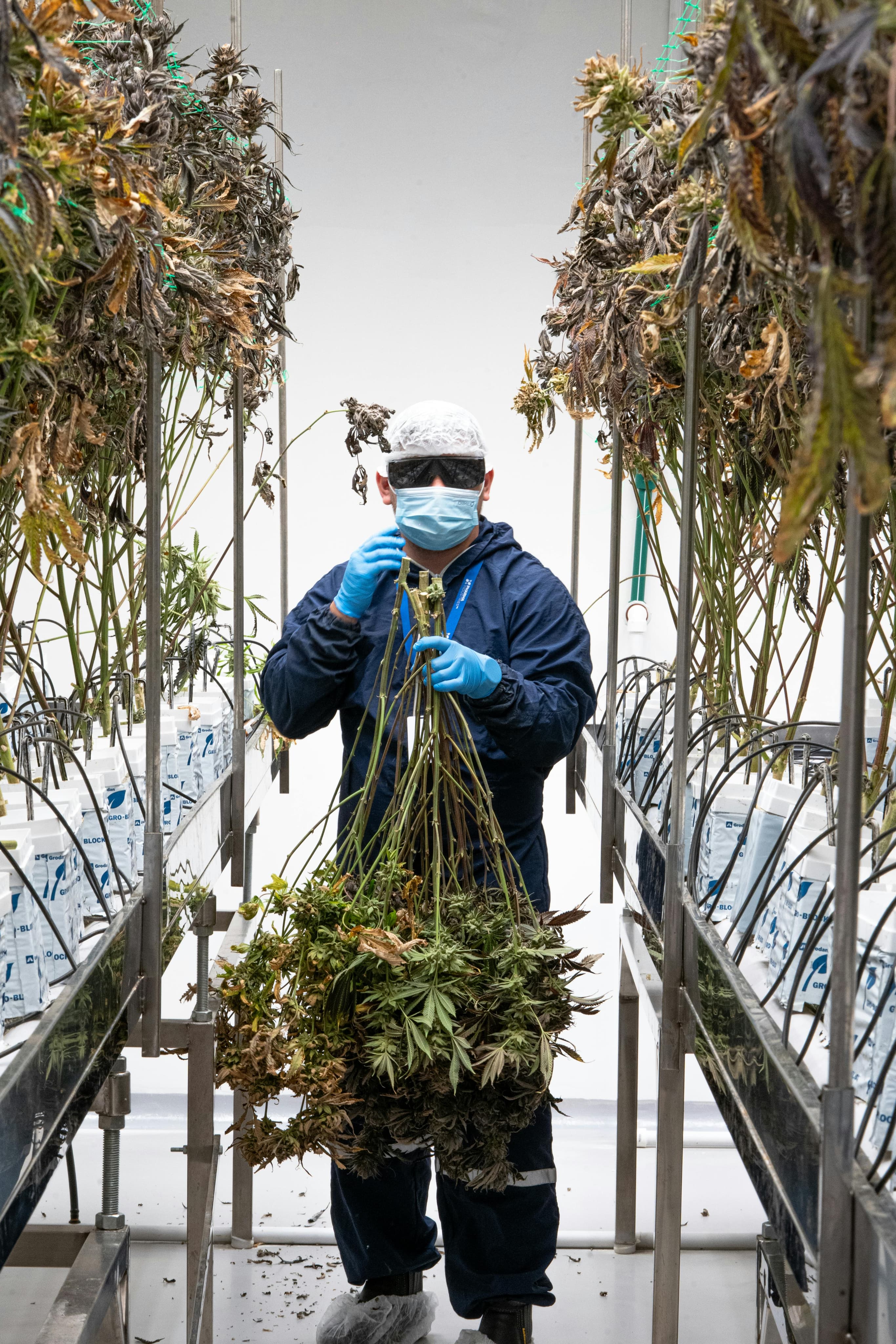 Especialista cosechando cannabis medicinal en sala de cultivo