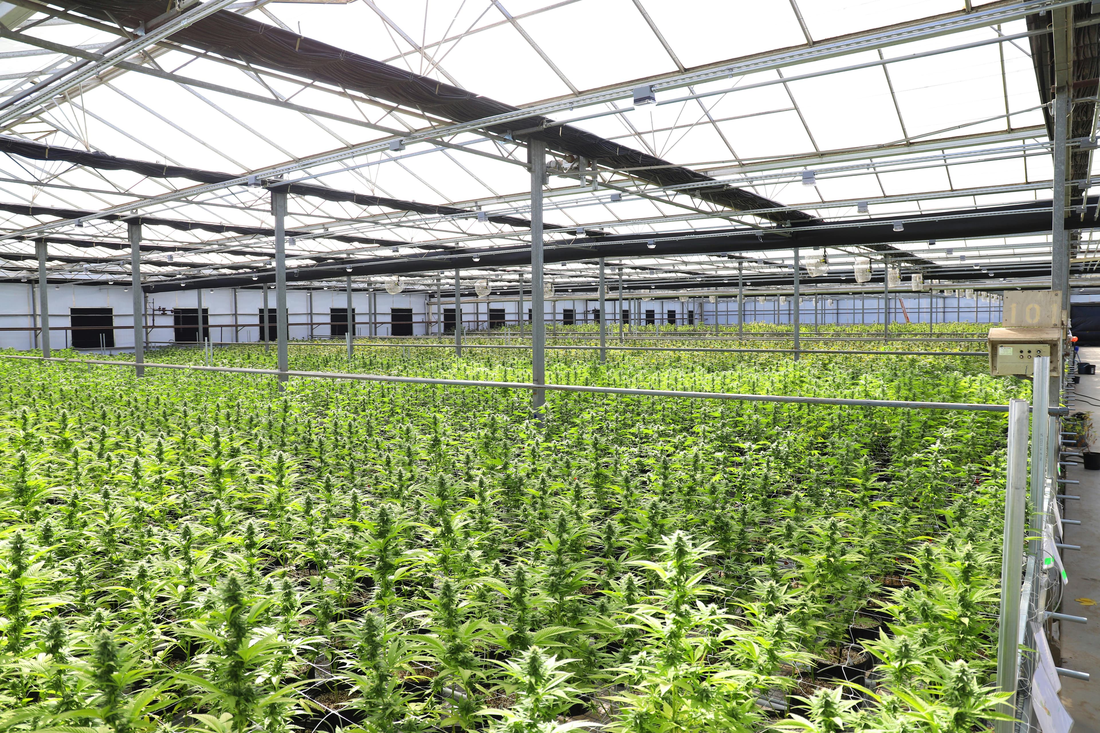 Cultivo de cannabis en invernadero profesional