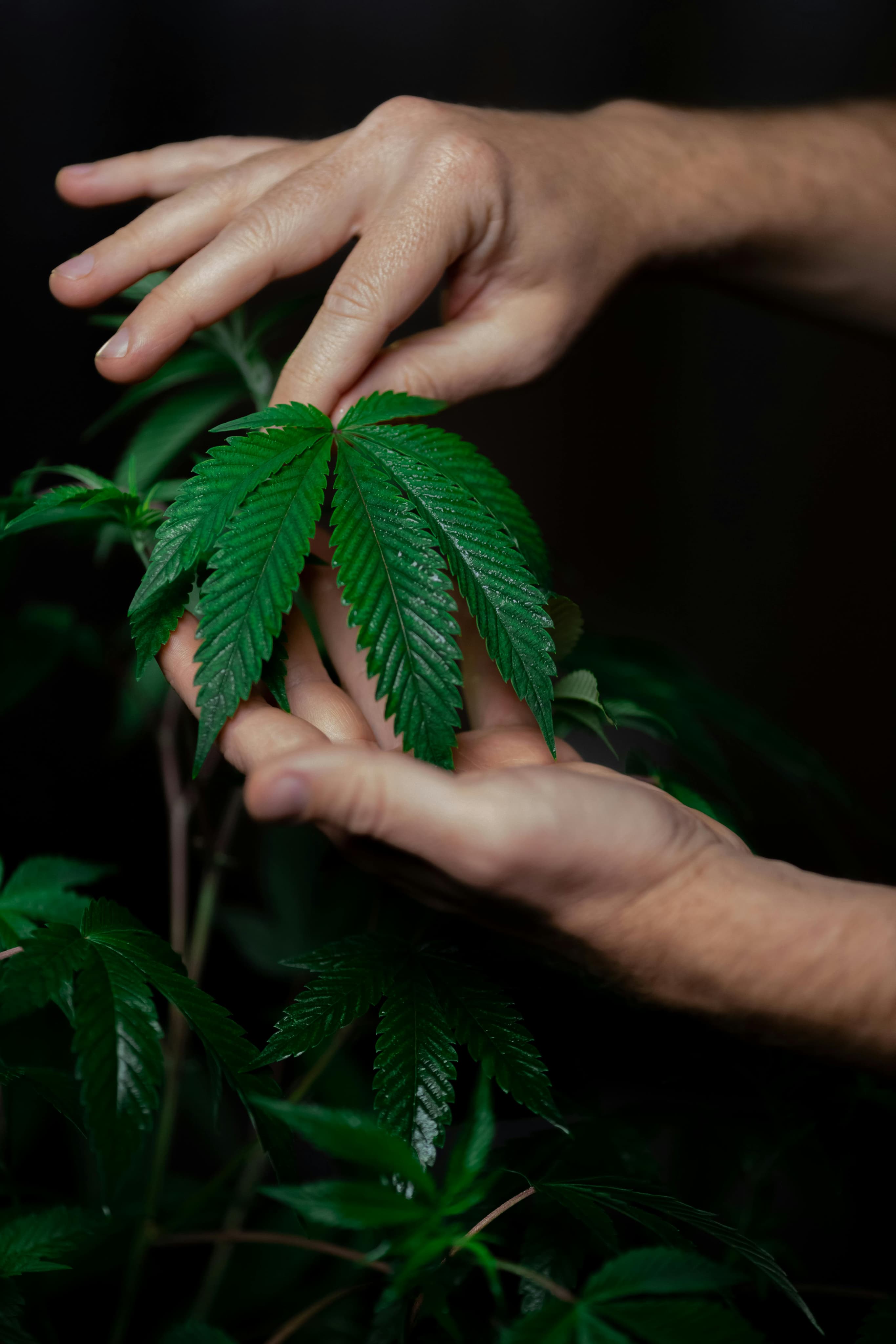 Manos cuidando hojas de cannabis