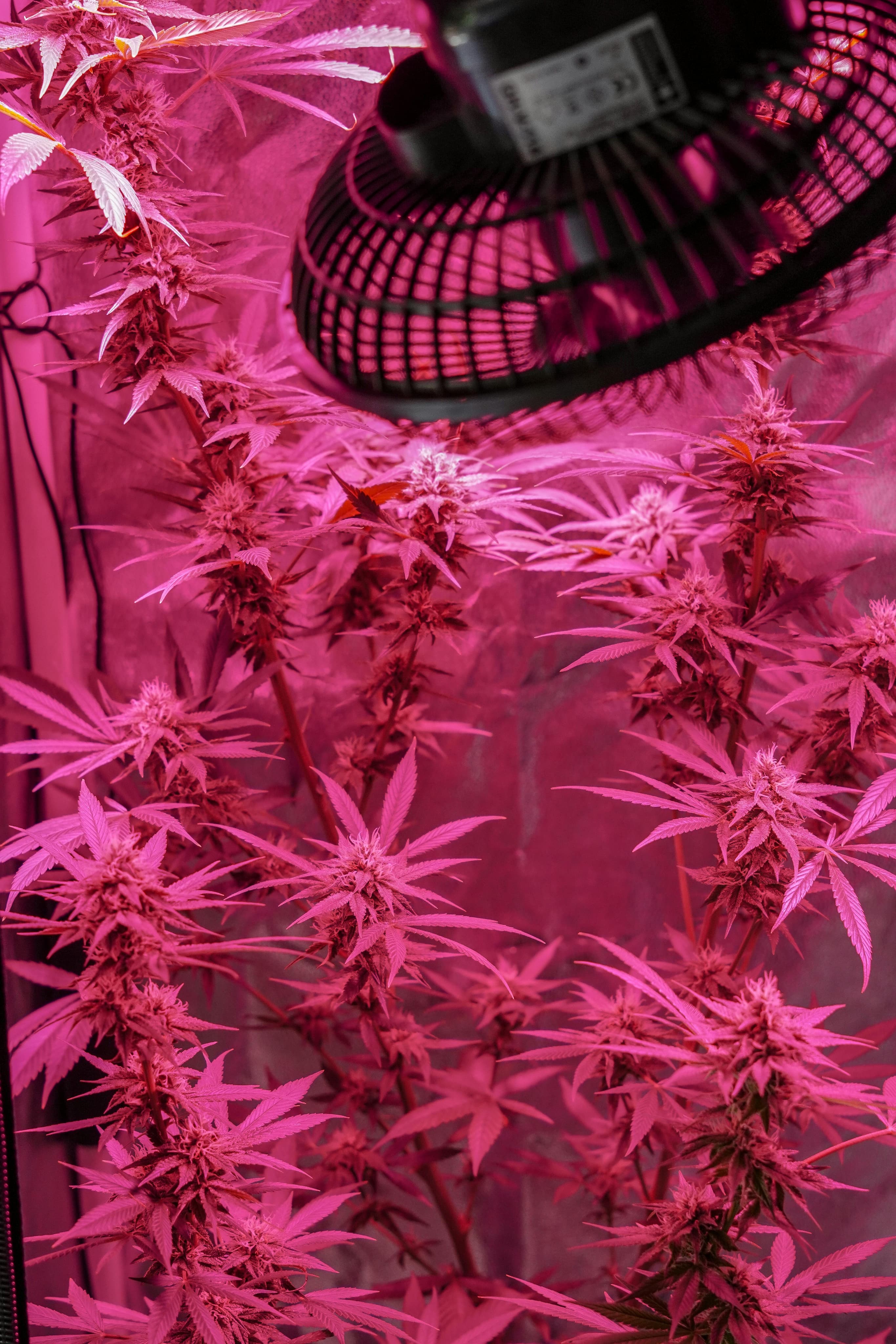 Cultivo indoor de cannabis bajo iluminación rosa