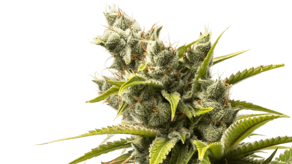 Cogollo de cannabis — Variedad 1