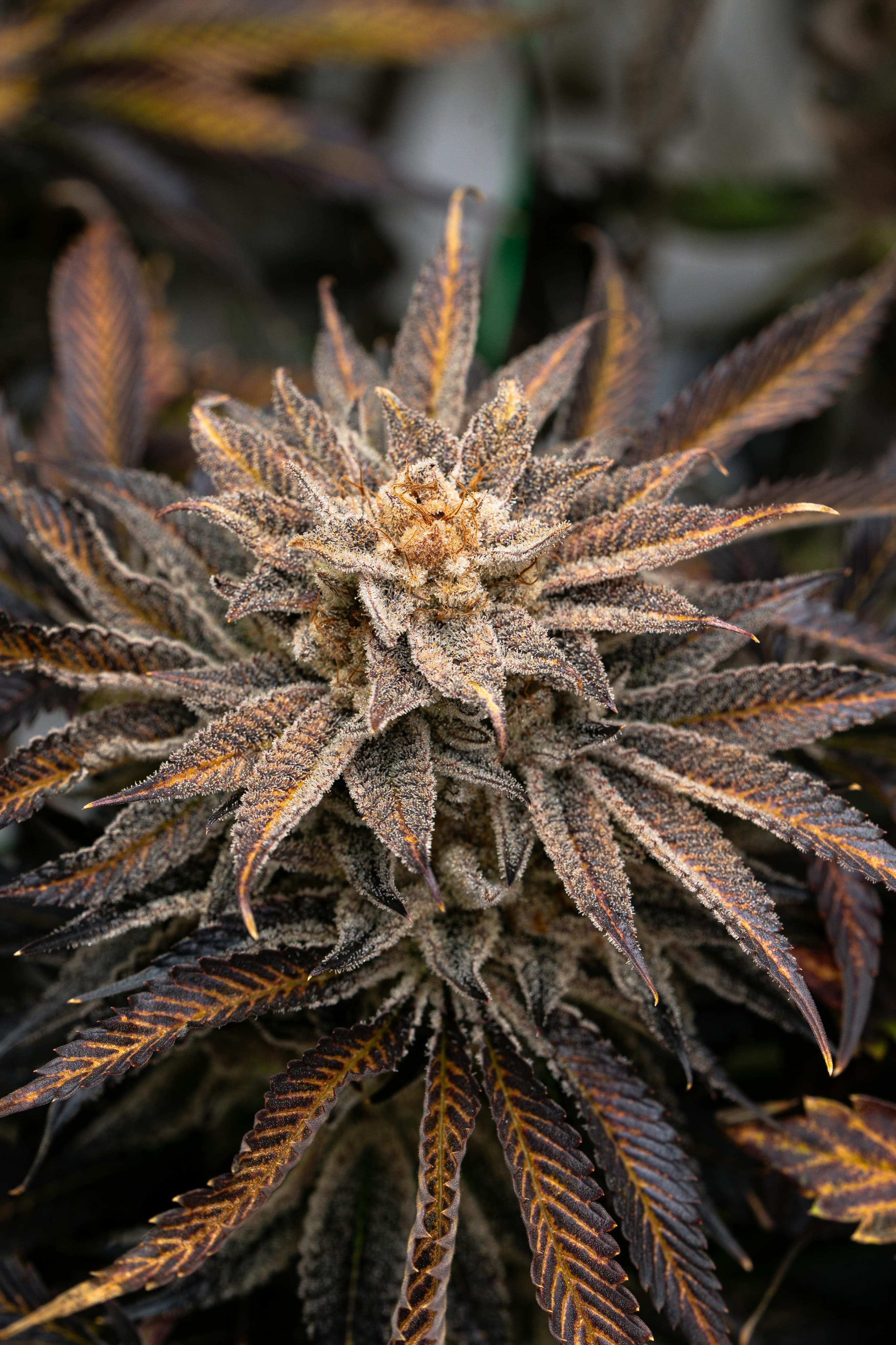 Cogollo de cannabis — Variedad 2
