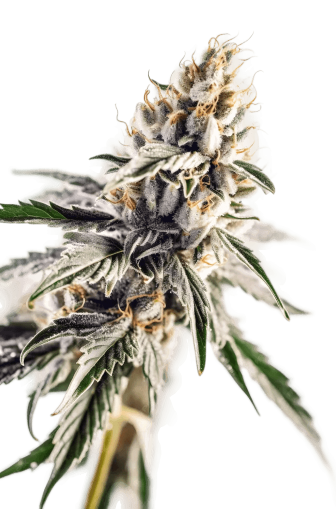 Cogollo de cannabis — Variedad 3