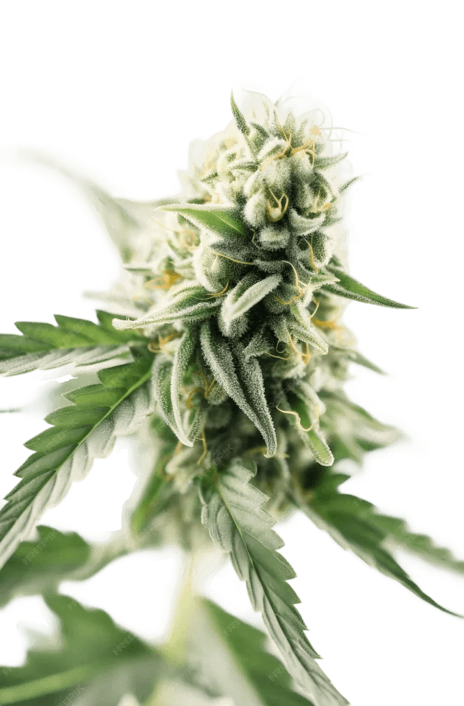 Cogollo de cannabis — Variedad 5