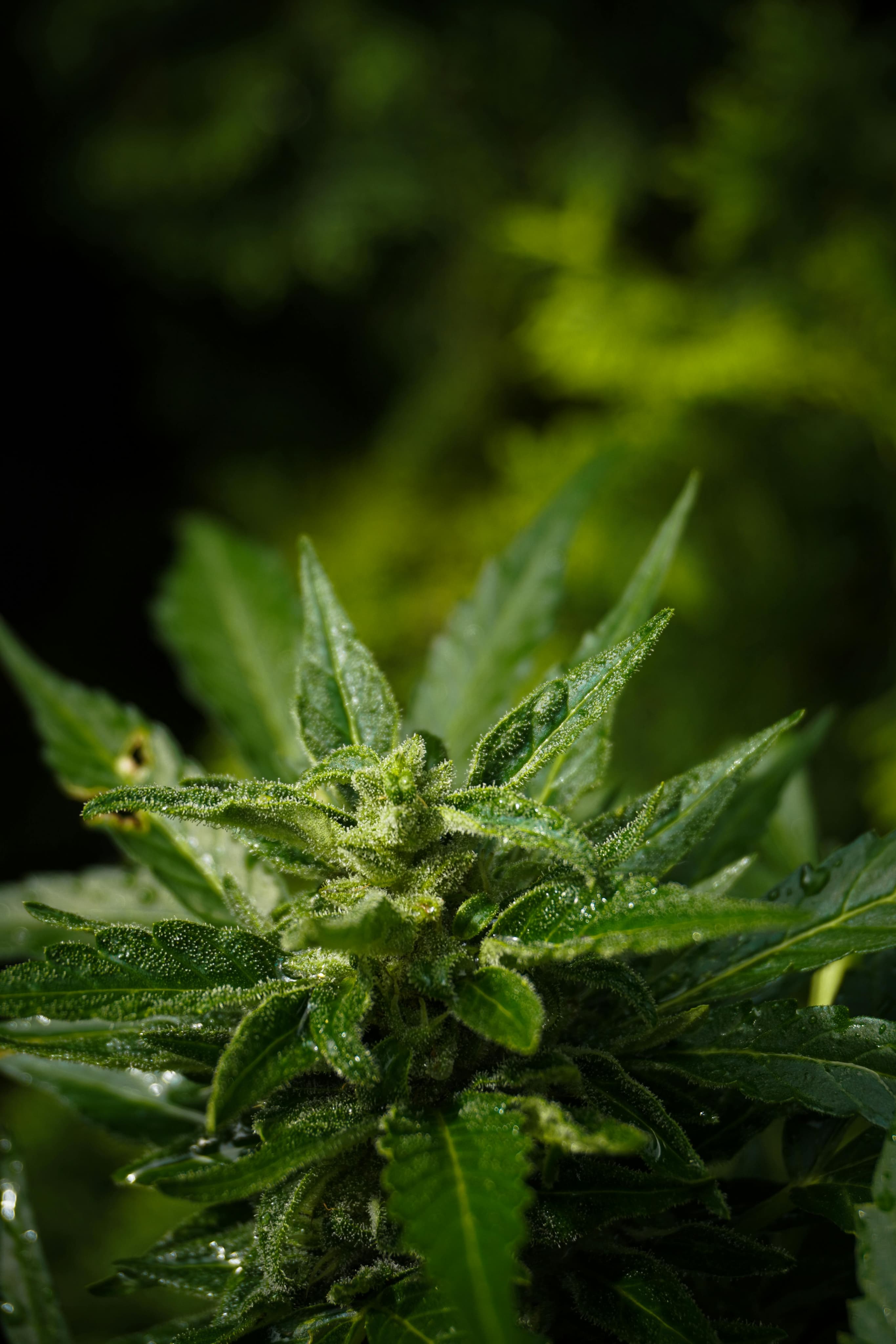 Cogollo de cannabis — Variedad 6