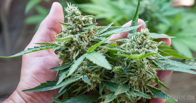 Cómo preparar un sustrato ideal para floración