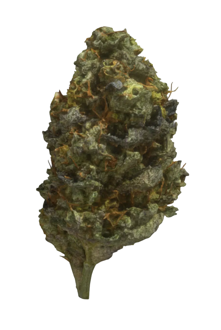 Flor de cannabis sativa